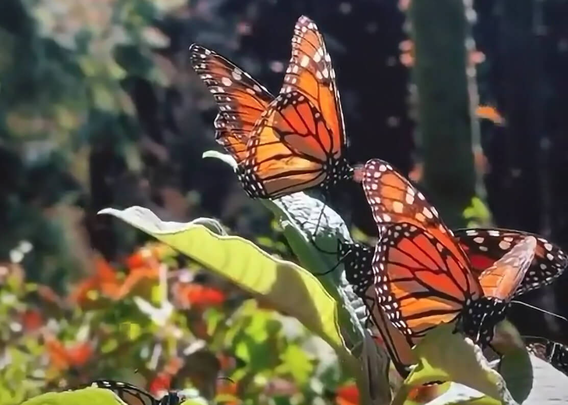 Featured image for “Releasing Our Butterflies”